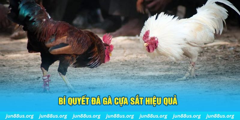 sumvip club đá gà cựa dao