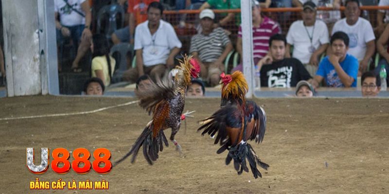 sumvip club đăng nhập mậu binh online
